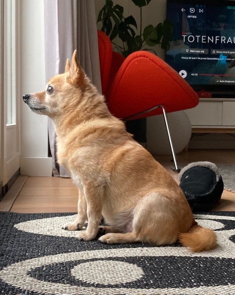 Gezocht:Kruising Chihuahua xKeeshond/ Pomchi /JackPom teefje, Overige rassen, 8 tot 15 weken, Teef, Parvo