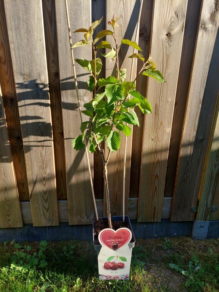 kersenboompje, Ophalen of Verzenden, Minder dan 100 cm, Overige soorten
