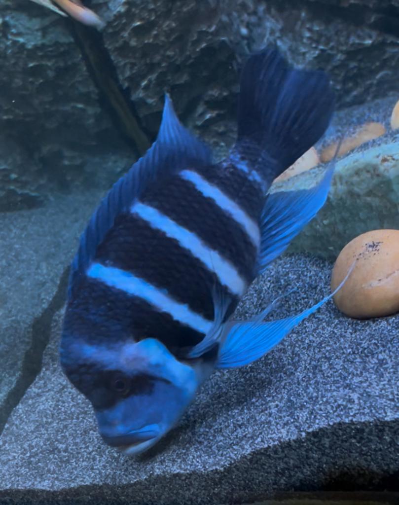 Frontosa blue Zaïre man 25/30 cm, Dieren en Toebehoren, Vissen | Aquariumvissen, Vis