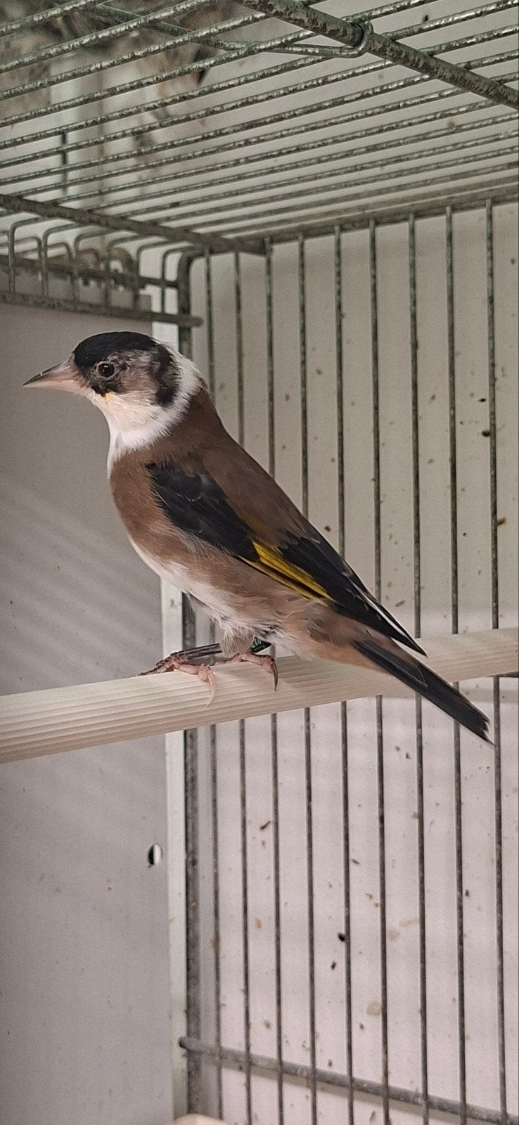 parva putter zwart bont, Dieren en Toebehoren