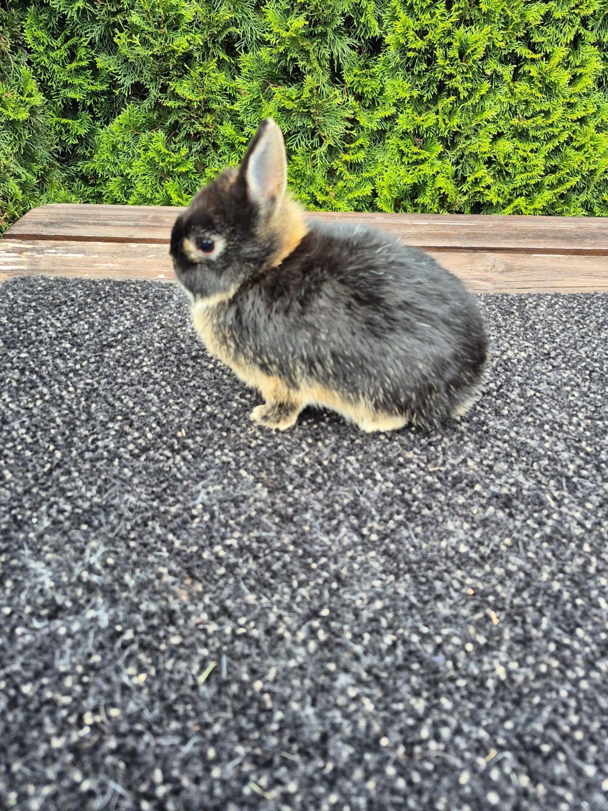 jong lief , tam dwerg konijntje, Dieren en Toebehoren, Konijnen, Vrouwelijk, Dwerg