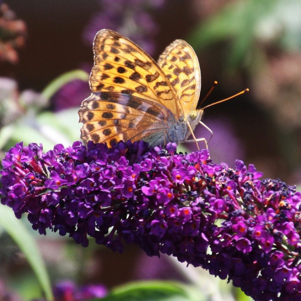 Vlinderstruik Buddleja, Donkerpaars bloeiend, Tuin en Terras, Ophalen of Verzenden, Vlinderstruik, Minder dan 100 cm