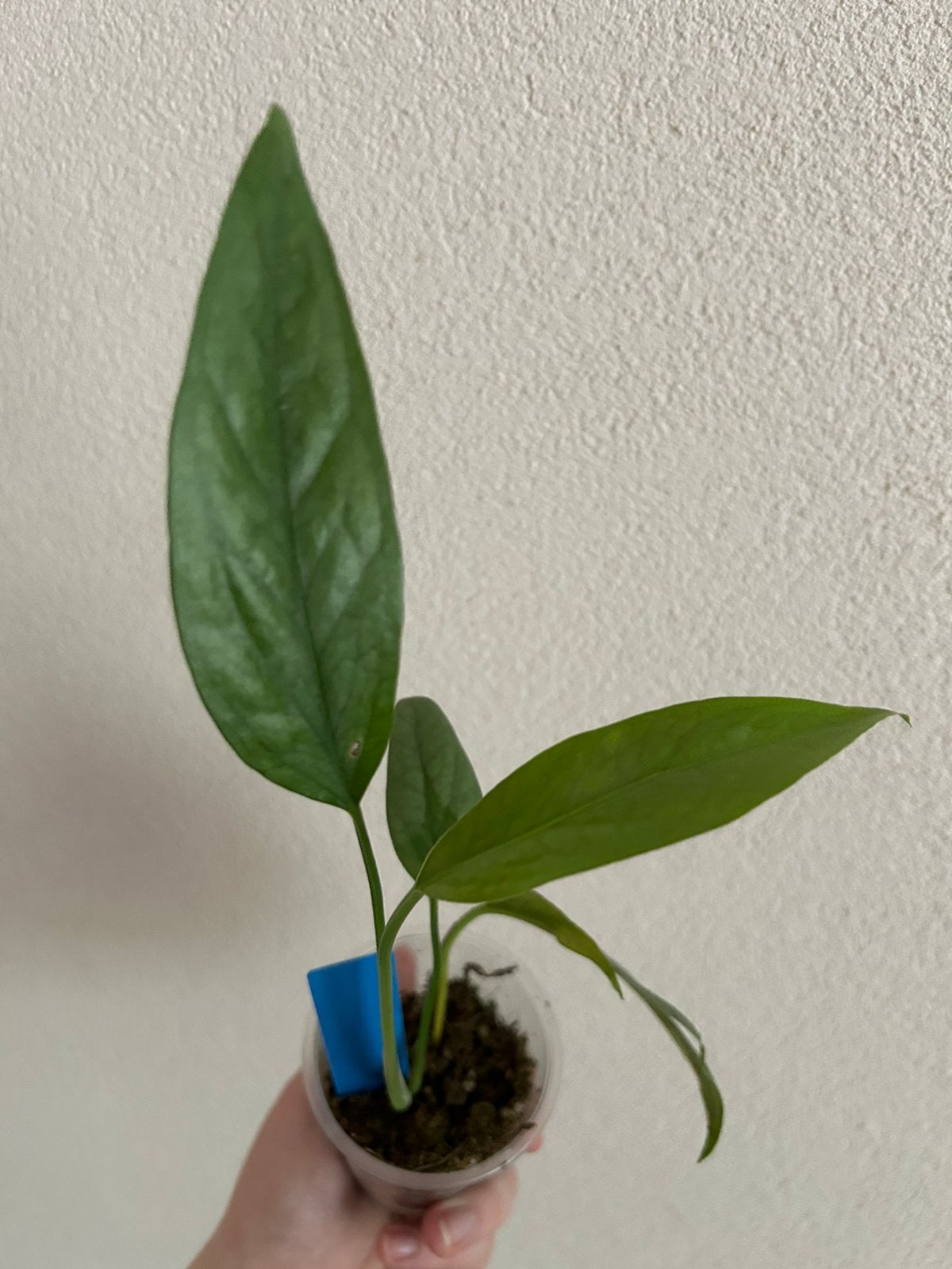 Epiprenum Pinnatum Cebu Blue, Ophalen, Overige soorten, Halfschaduw, In pot