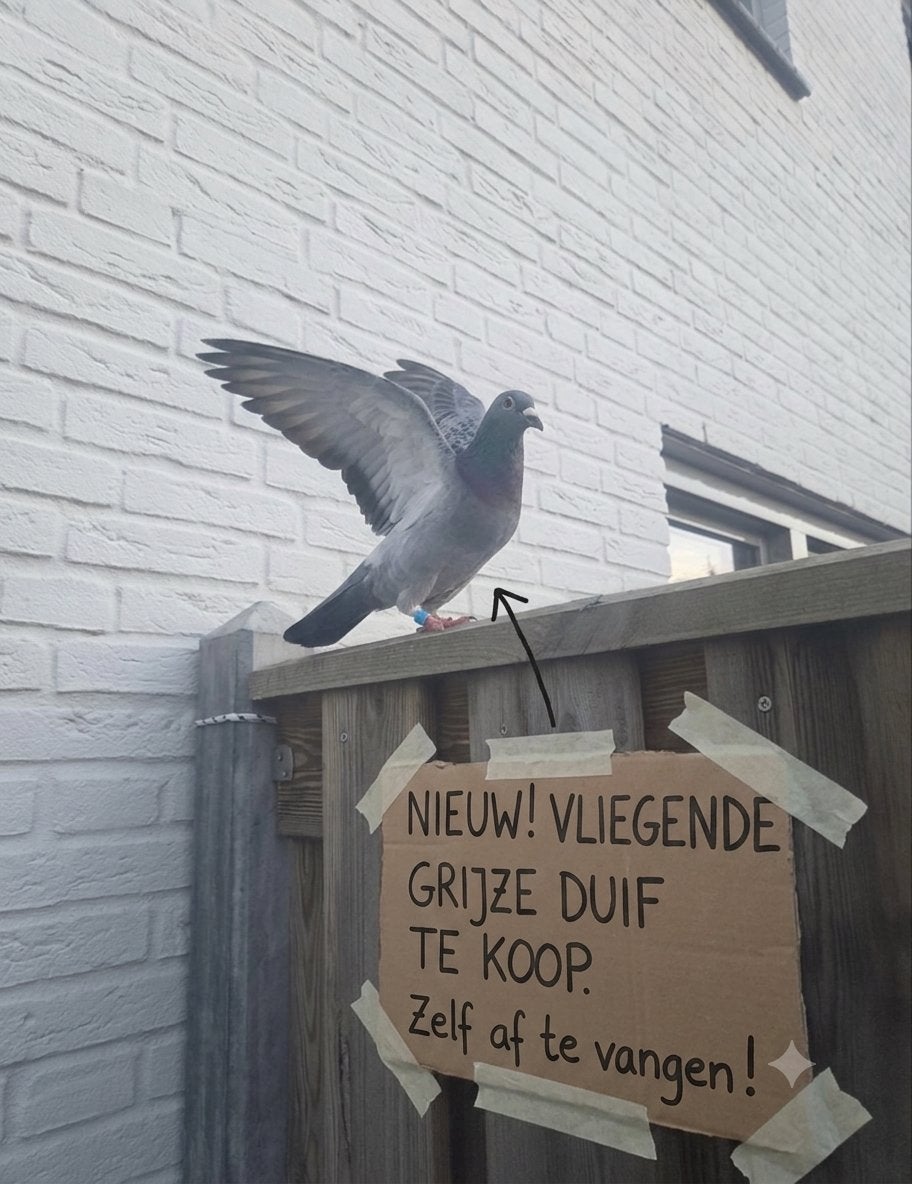 NIEUW. Vliegende grijze duif te koop., Dieren en Toebehoren, Vrouwelijk