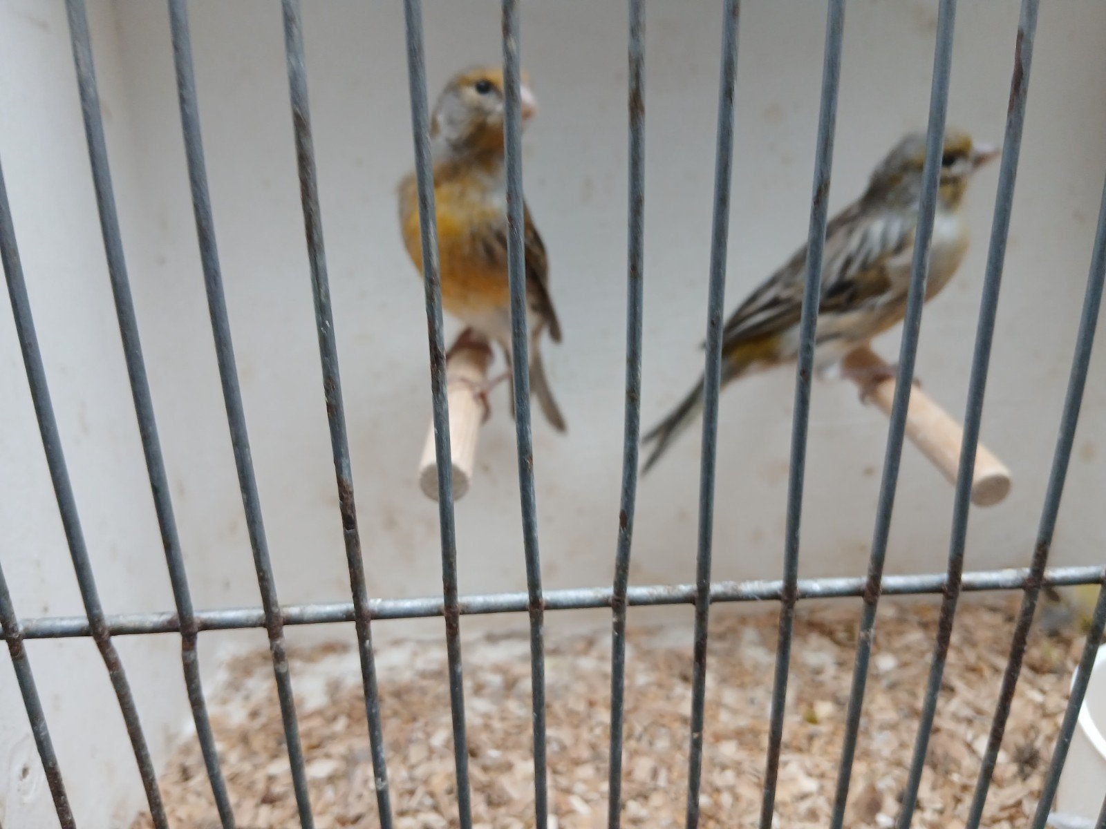 2 kanarie poppen, Dieren en Toebehoren