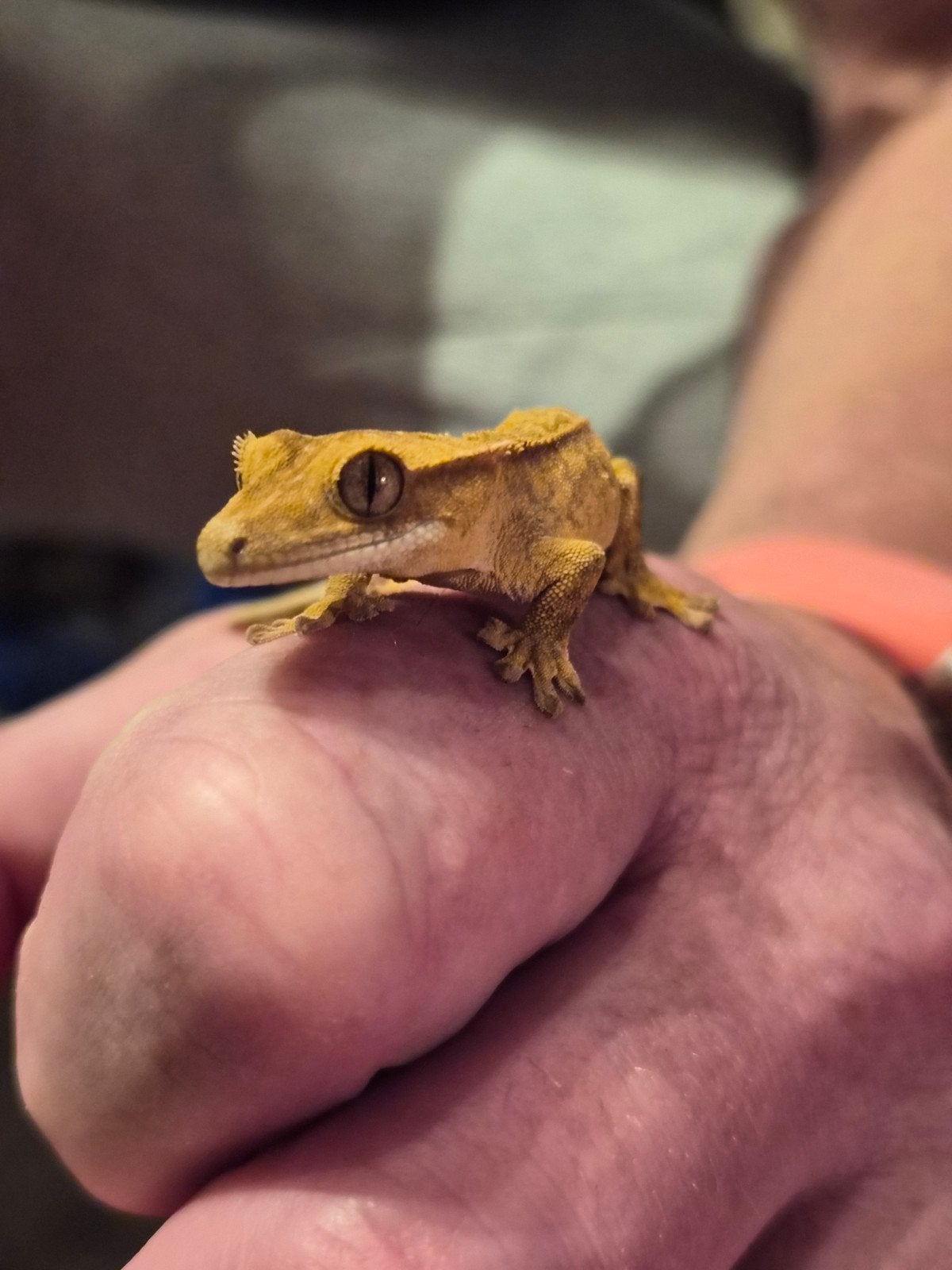 wimper gekko Ruby Crested Gecko - unknown for sale from Trevor and Cindy Broodryk