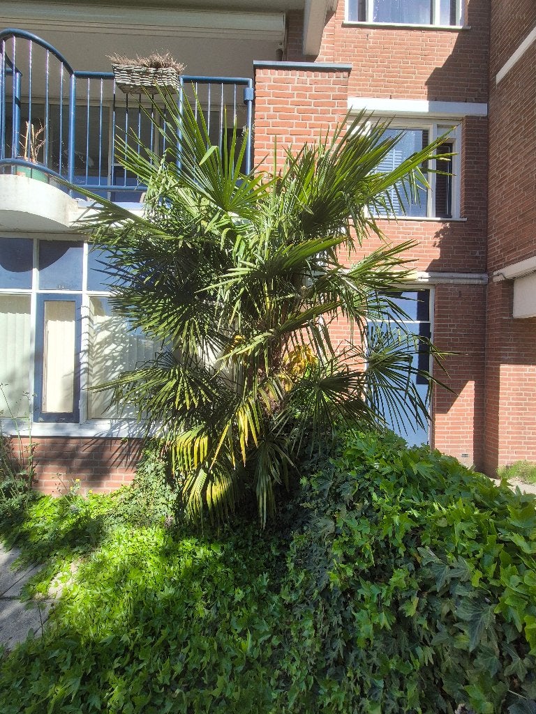 Palmboom, Ophalen, Bloeit niet, Overige soorten, Volle zon