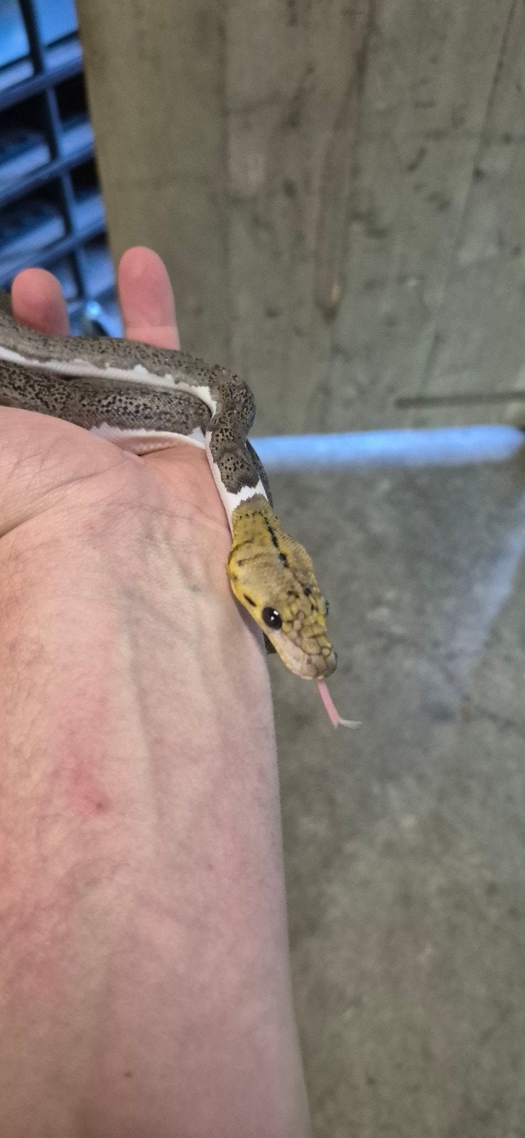 Python, Malayopython reticulatus
Gene Reticulated Python - unknown for sale from alex951