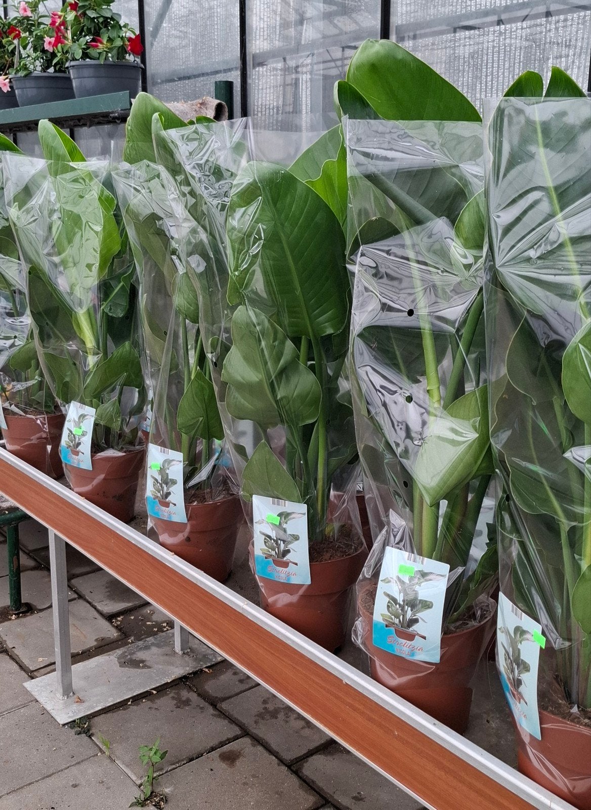 Strelitzia nicolai - Paradijsvogelplant, Volle zon, Vaste plant, Bloeit niet, Ophalen