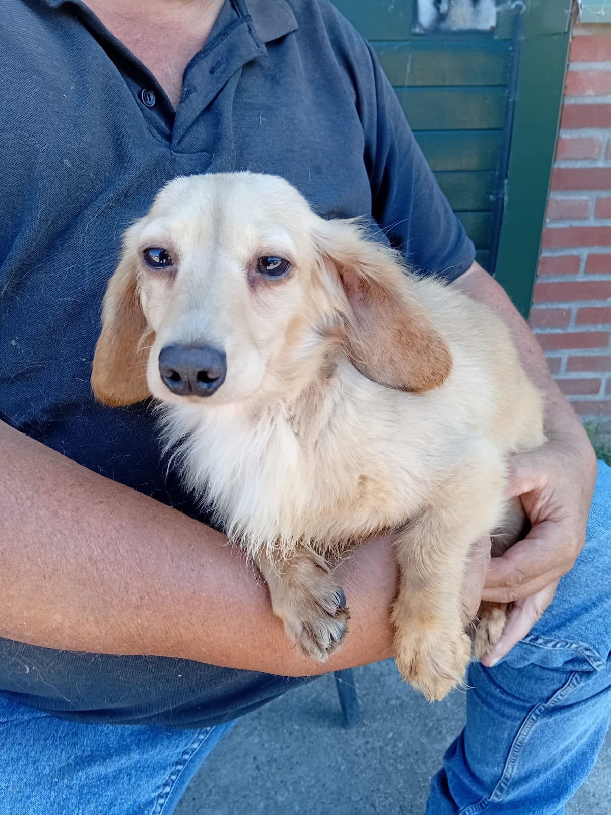 Kaninchen Teckel Dekreutje,crème kleur, Dieren en Toebehoren, Honden | Dekreuen, Fokker | Hobbymatig, Reu, Buitenland, Parvo