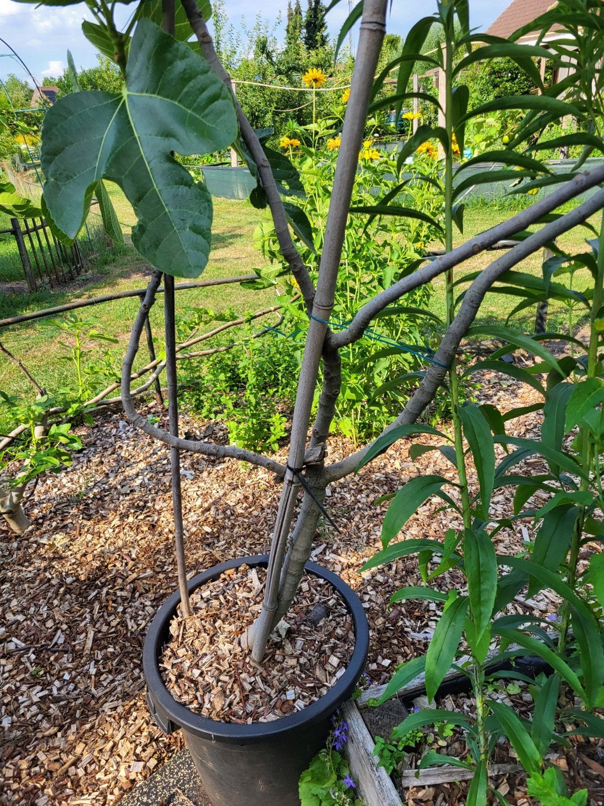 Vijgenboom (Ficus carica) in pot - Fruitplant, Tuin en Terras, Ophalen