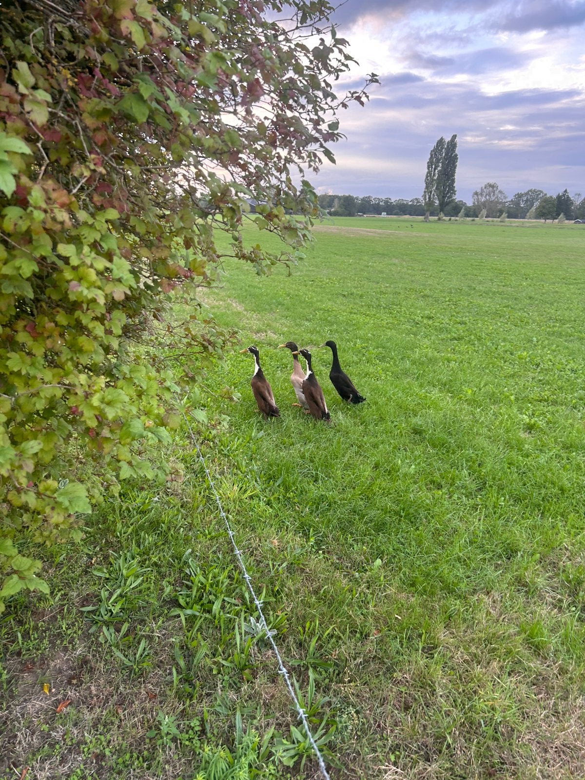 Loopeenden, Meerdere dieren, Eend