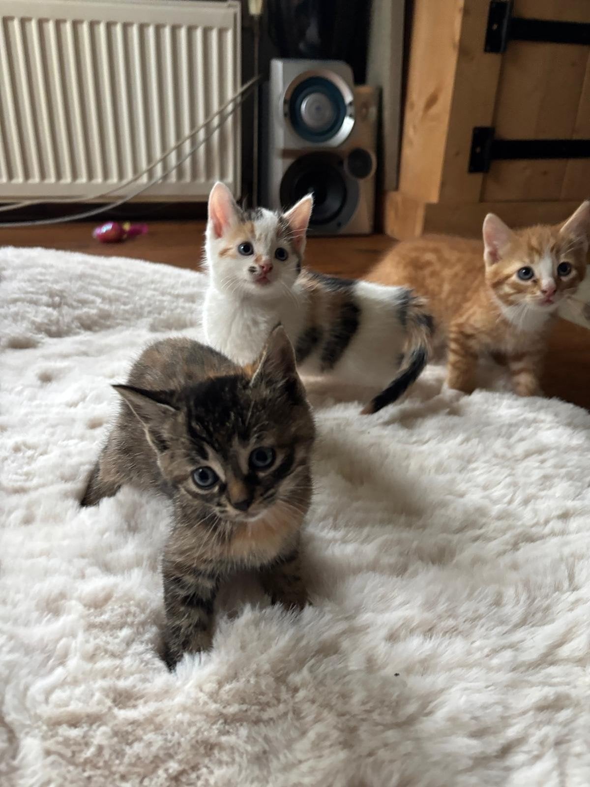 Lieve boerderij kittens te koop!, Meerdere dieren, Ontwormd, 0 tot 2 jaar