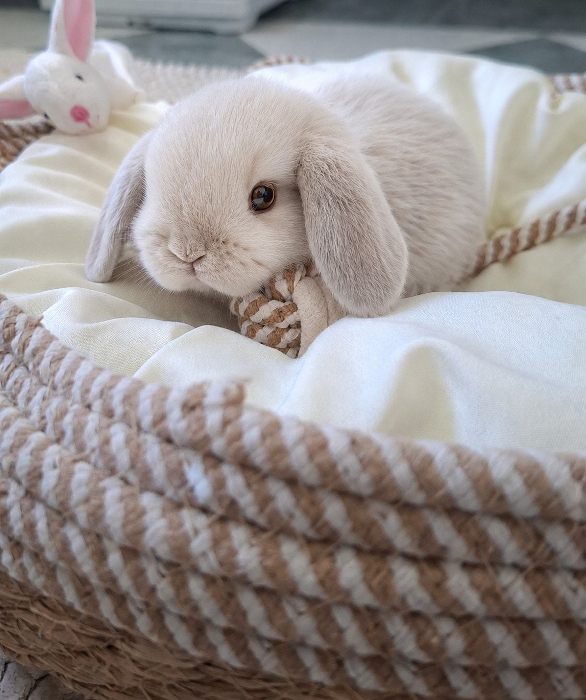 ❤Bijzonder lieve, handtamme & raszuivere Minilop konijntjes, Dieren en Toebehoren, Konijnen, Meerdere dieren, Dwerg, Hangoor, 0 tot 2 jaar