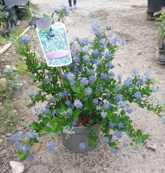 ceanothus impressus victoria, Tuin en Terras, Vaste plant, Halfschaduw, Zomer, Ophalen