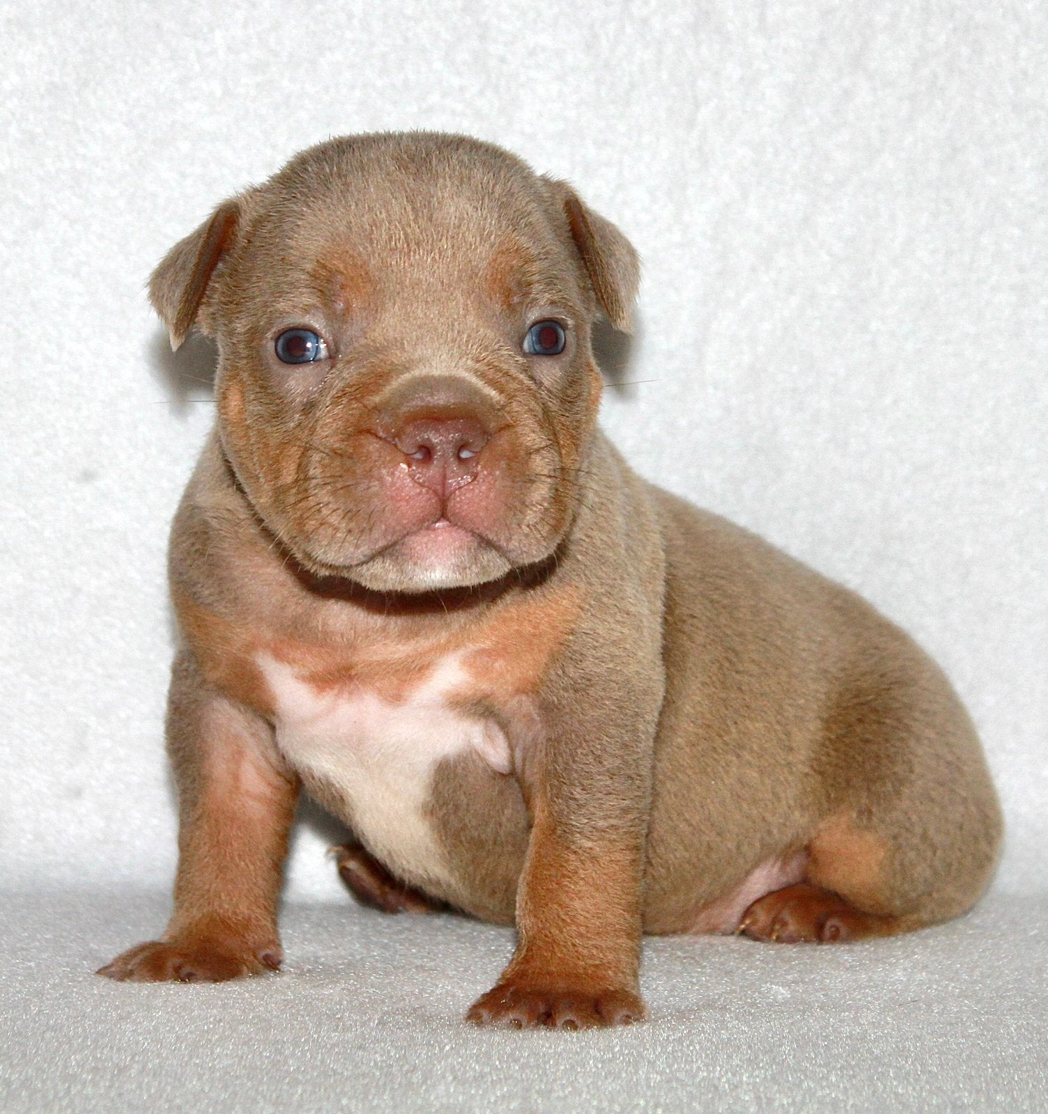 American bully extreme / micro / pocket, Overige rassen, 8 tot 15 weken, Meerdere, Meerdere dieren