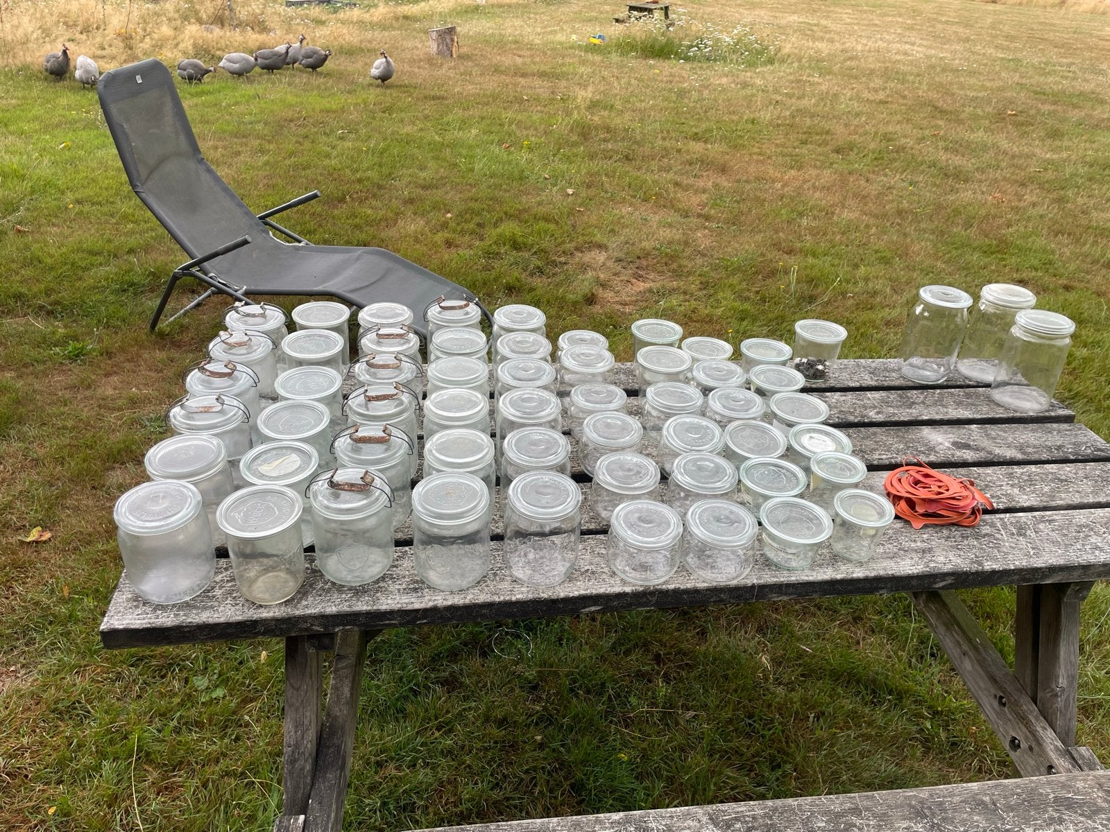 60 Weckpotten in diverse maten met toebehoren, Voorraadpot, Ophalen, Zo goed als nieuw, Glas