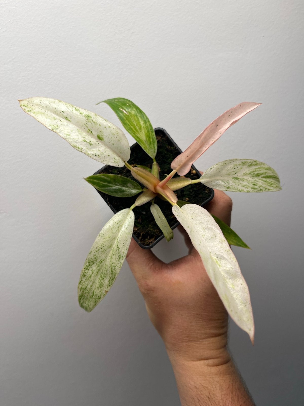 Philodendron Caramel Marble Strawberry Pink Variegata, Huis en Inrichting, Kamerplanten, Ophalen of Verzenden