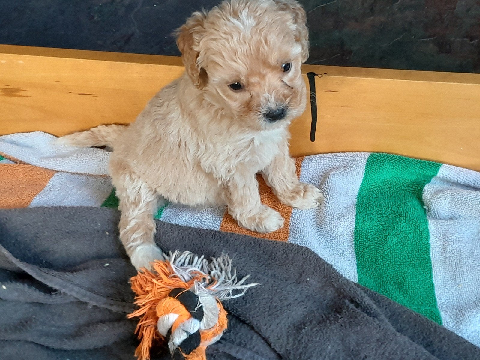 mini labradoodle pups, Parvo, 8 tot 15 weken, Meerdere, Meerdere dieren