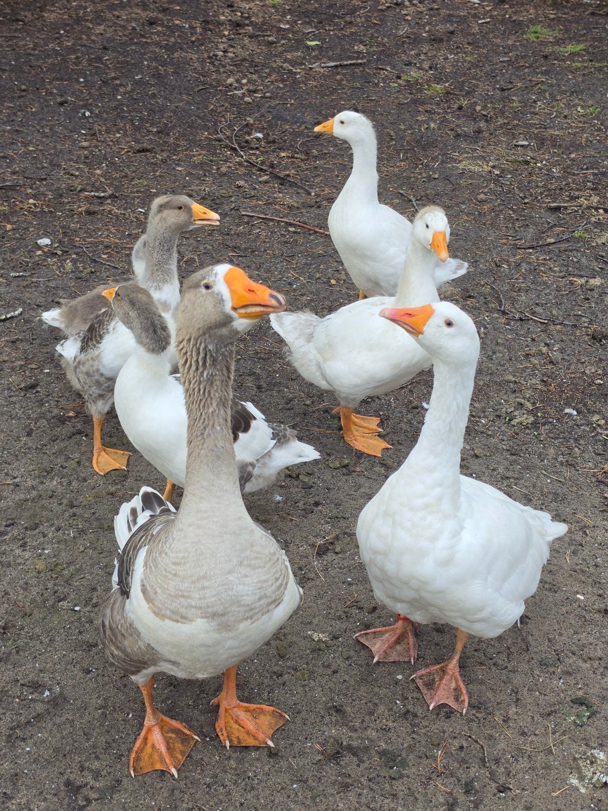 Ganzen, Dieren en Toebehoren, Pluimvee, Geslacht onbekend, Gans of Zwaan