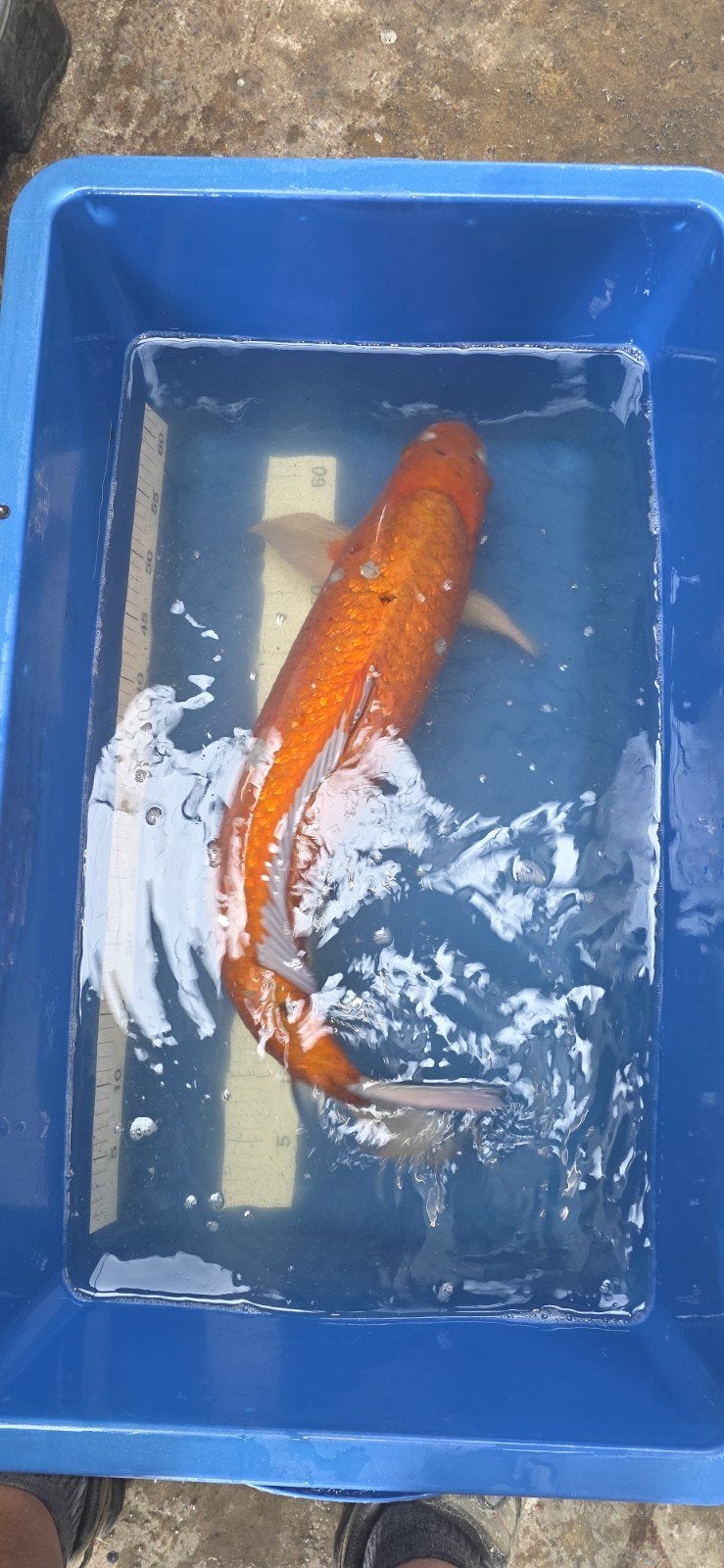 Koi karpers te koop ivm overbevolking, Vis