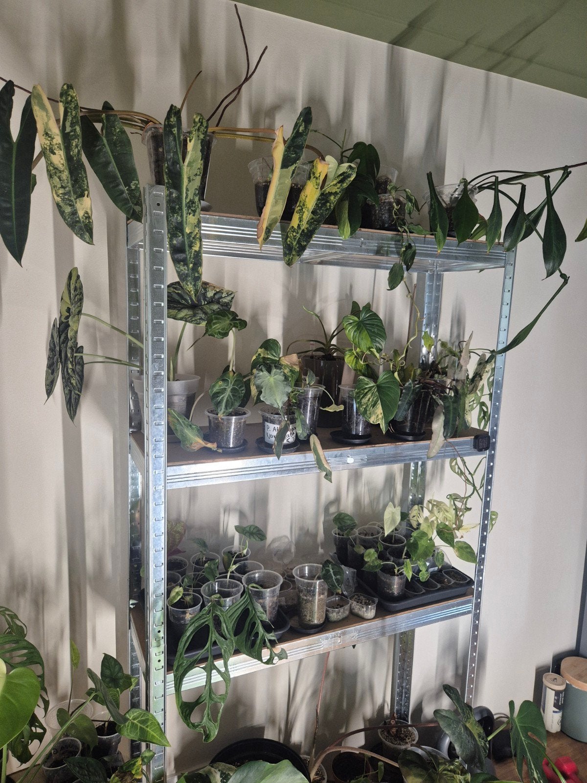 Zeldzame Planten: Monsteras, Philodendrons, Alocasias, Huis en Inrichting, Kamerplanten, Ophalen of Verzenden