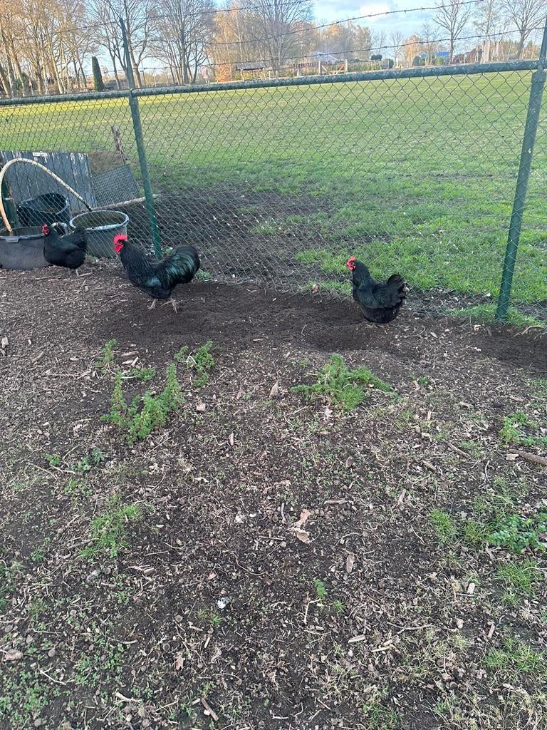 Koppel Australorp kippen, Meerdere dieren, Kip