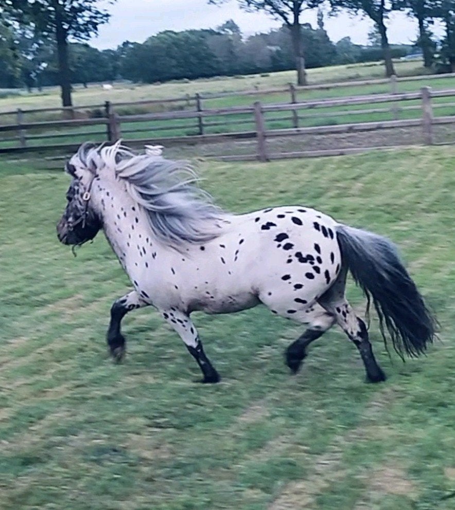 😍Bloedmooie  Appaloosa🥰, Dieren en Toebehoren, Gechipt, Niet van toepassing, Hengst, A pony (tot 1.17m)