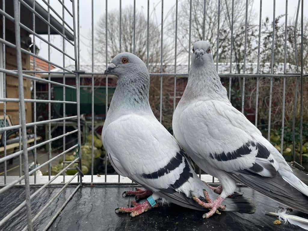 Kleurpostduiven (IJskleur), Dieren en Toebehoren, Meerdere dieren, Overige soorten