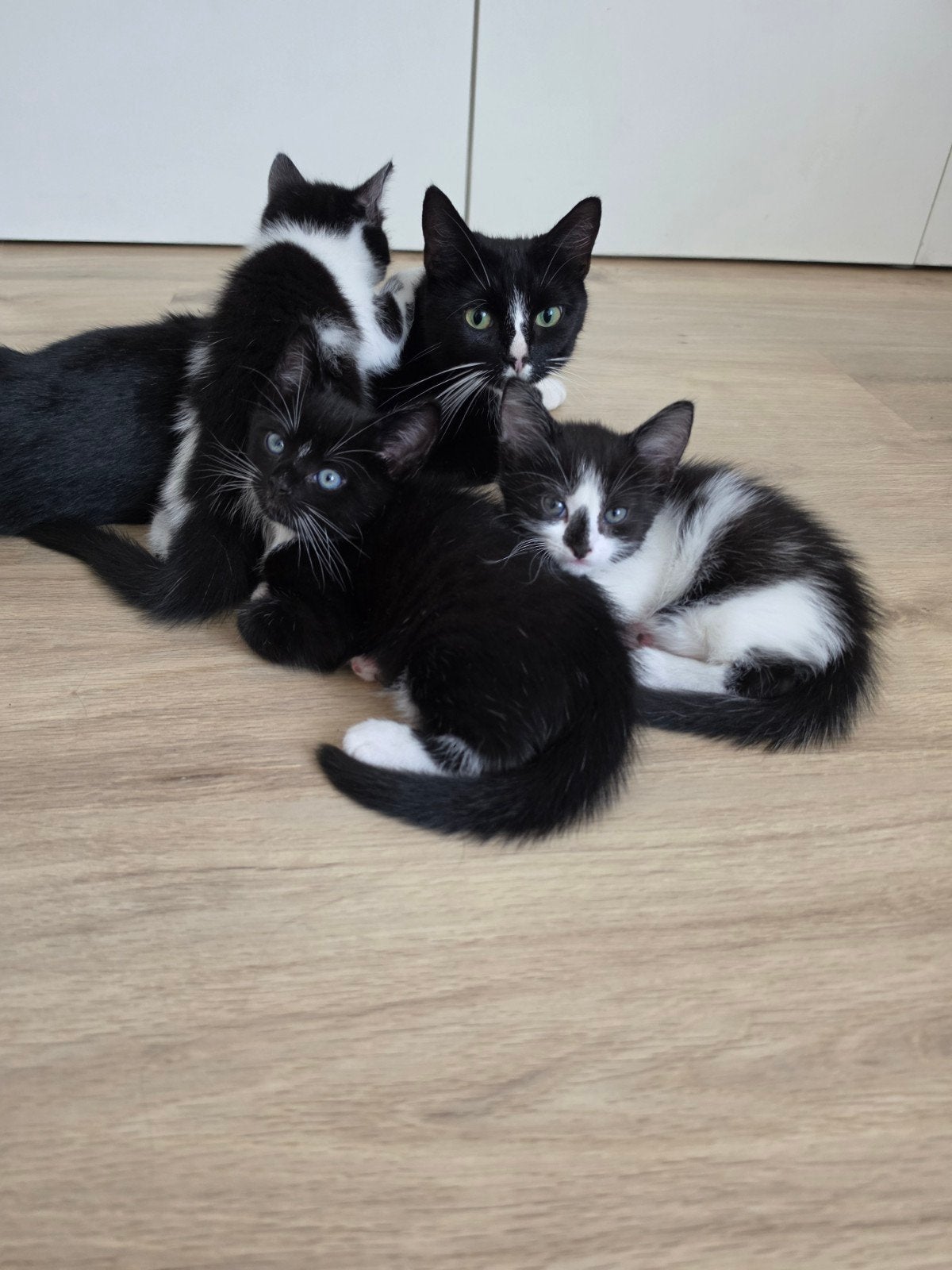 Schattige kittens te koop, Meerdere dieren, Kortharig, 0 tot 2 jaar