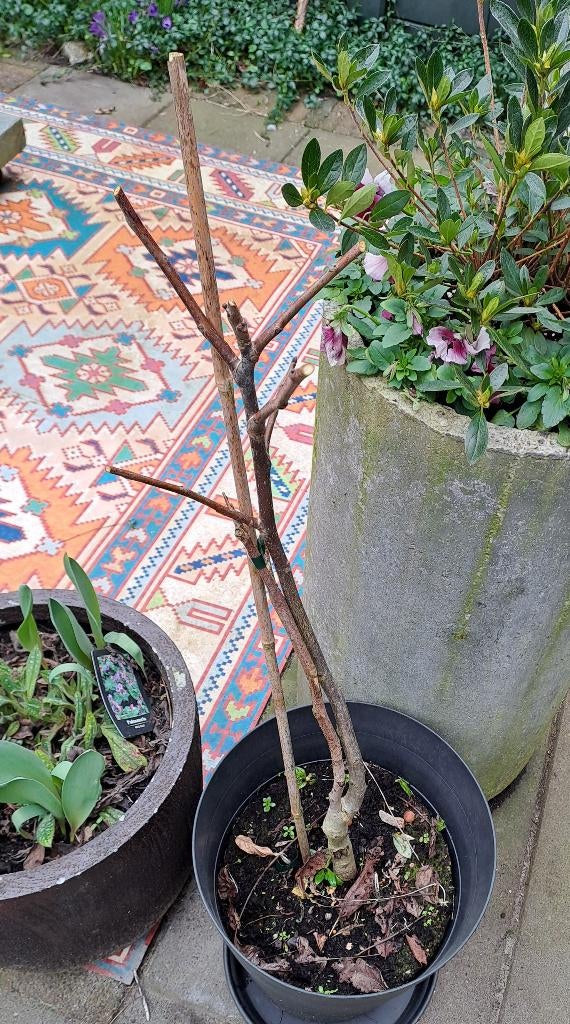 Walnoot boompje, Ophalen, Vaste plant, Overige soorten, Halfschaduw
