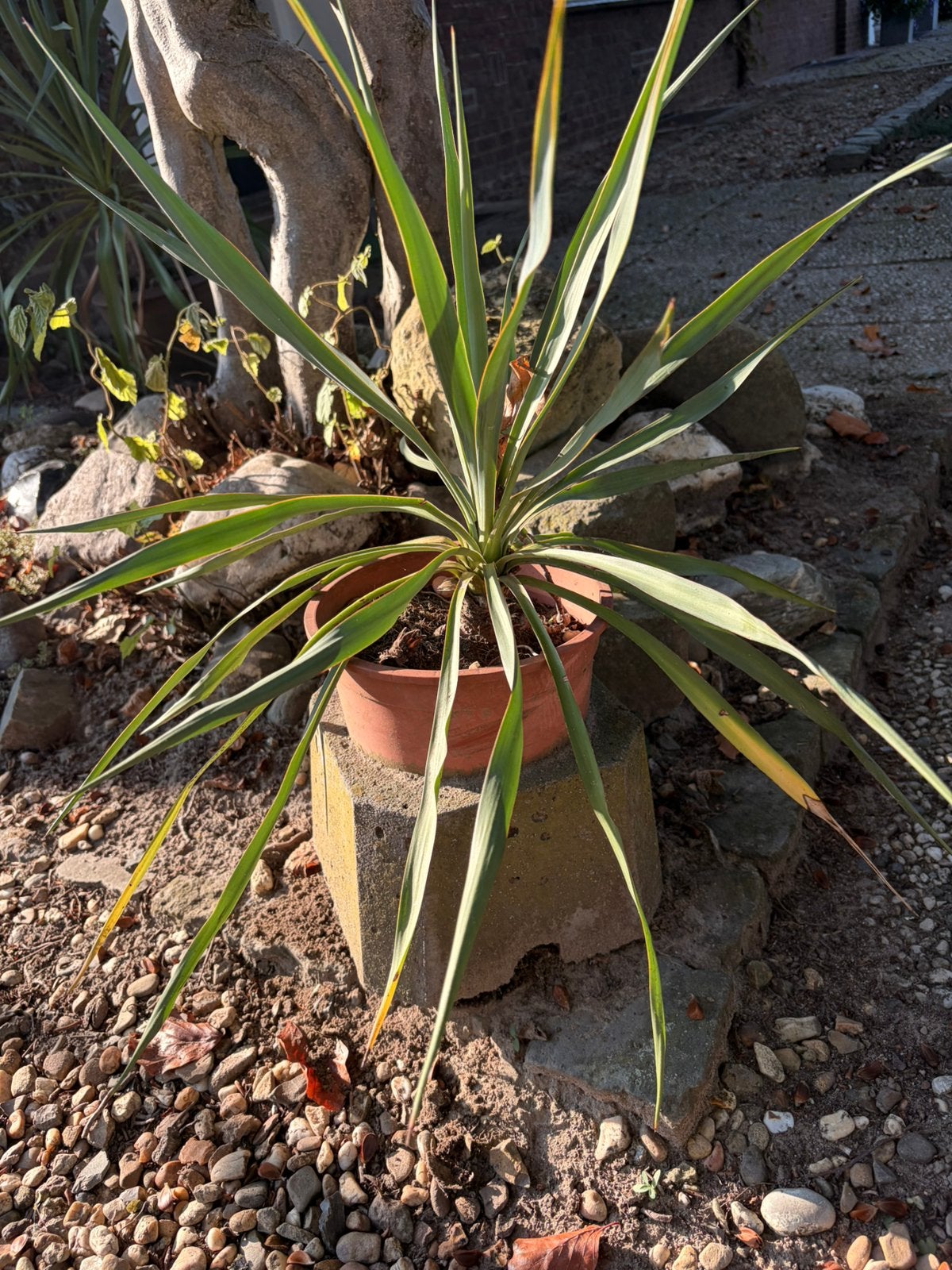 Koolpalm (Cordyline Australis) in pot, Ophalen, Overige soorten, Volle zon