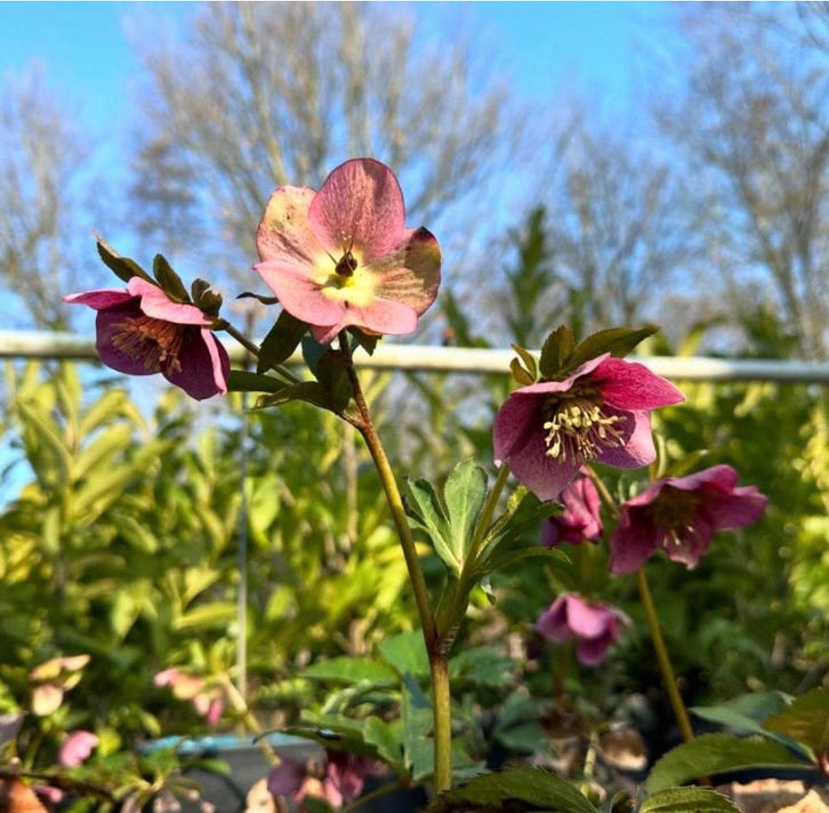 Helleborus Orientalis, Vaste plant, Halfschaduw, Winter, Ophalen