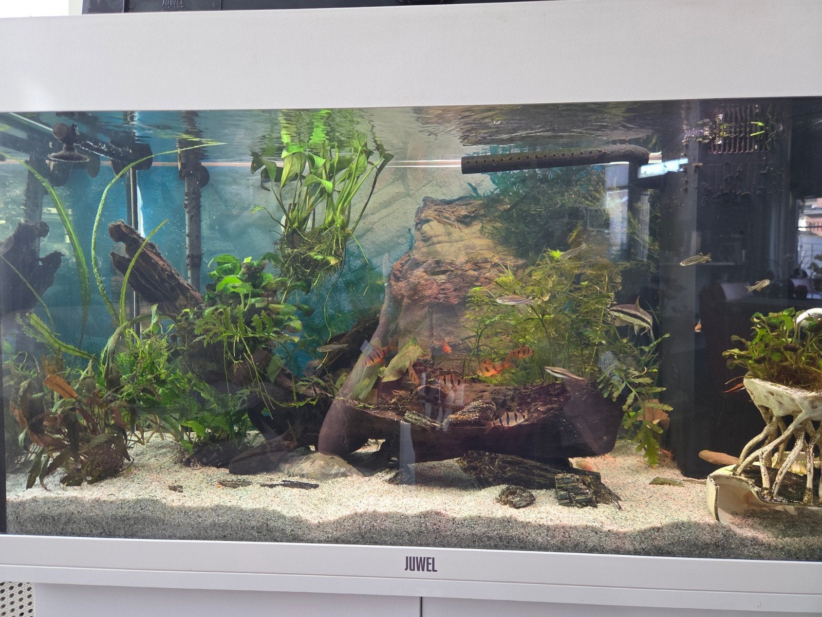 Aquarium Juwel 125 , te koop zoals op de foto,  incl vissen, Dieren en Toebehoren, Vissen | Aquaria en Toebehoren, Ophalen, Gebruikt
