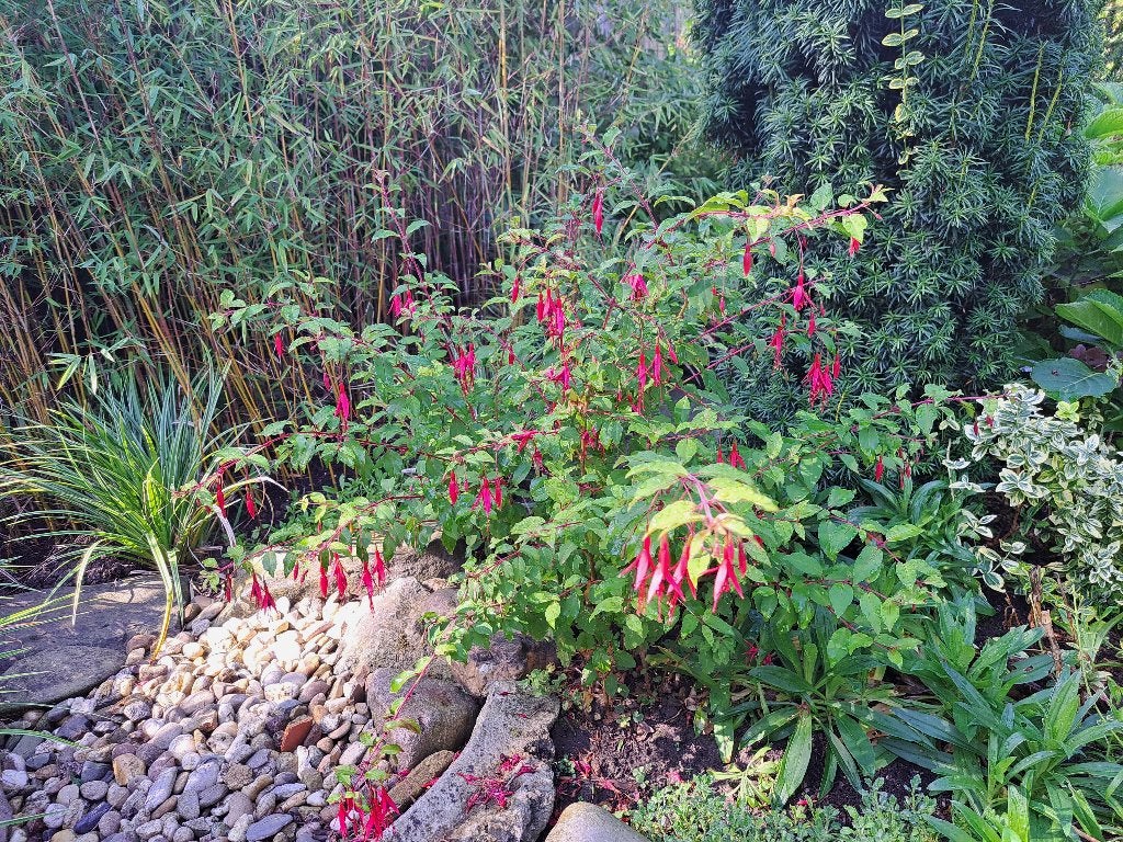 Tuinfuchsia, bellenplant, Ophalen, Overige soorten, Volle zon