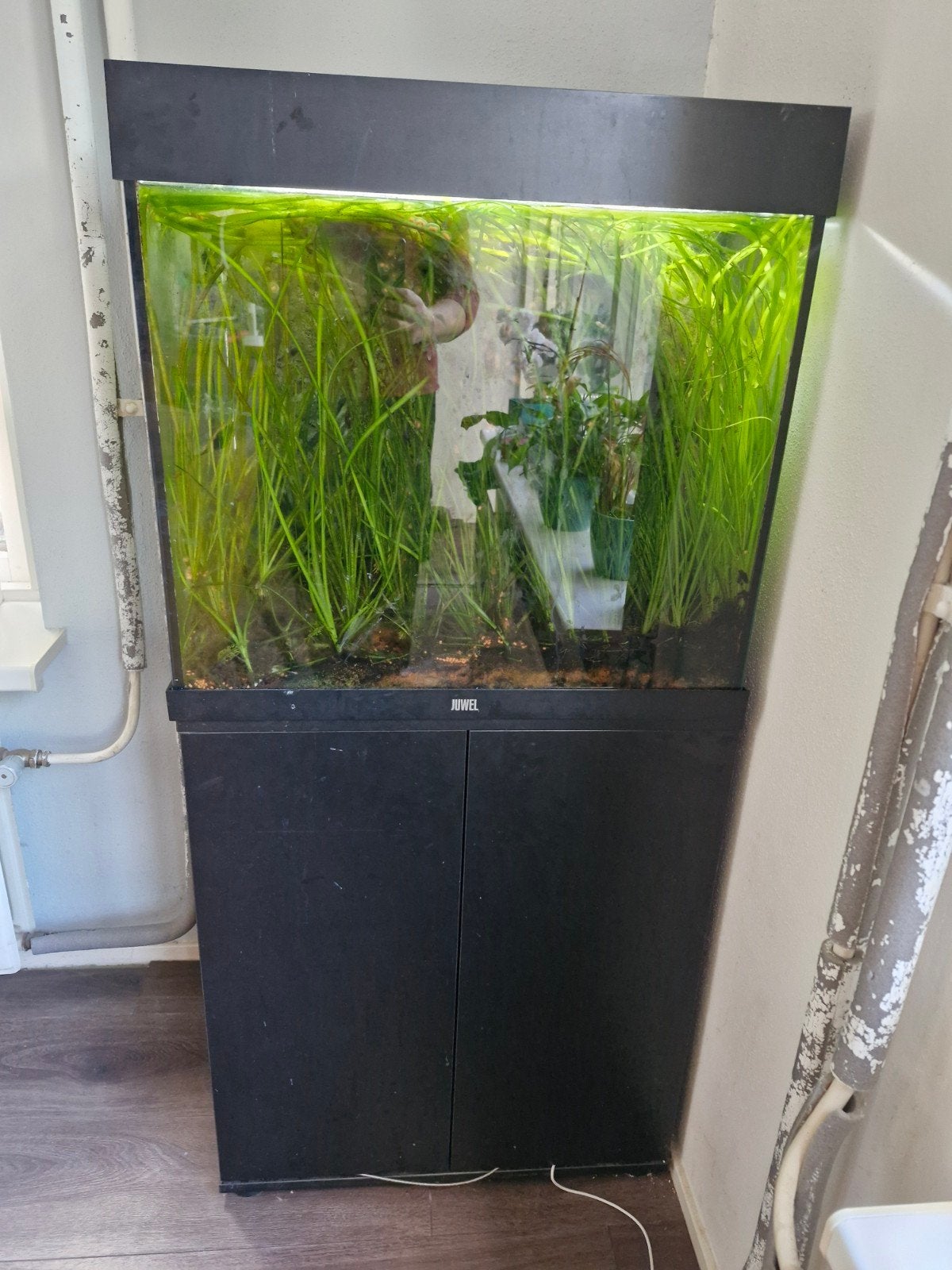 JUWEL, Dieren en Toebehoren, Vissen | Aquaria en Toebehoren, Ophalen, Gebruikt, Aquariummeubel, Inclusief vissen