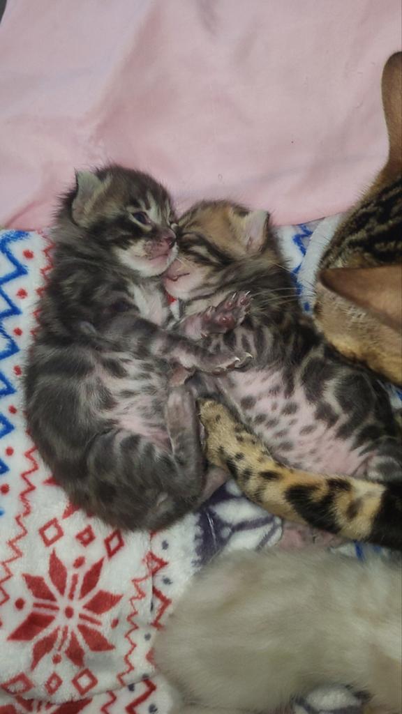 Bengaal kitten, Meerdere dieren