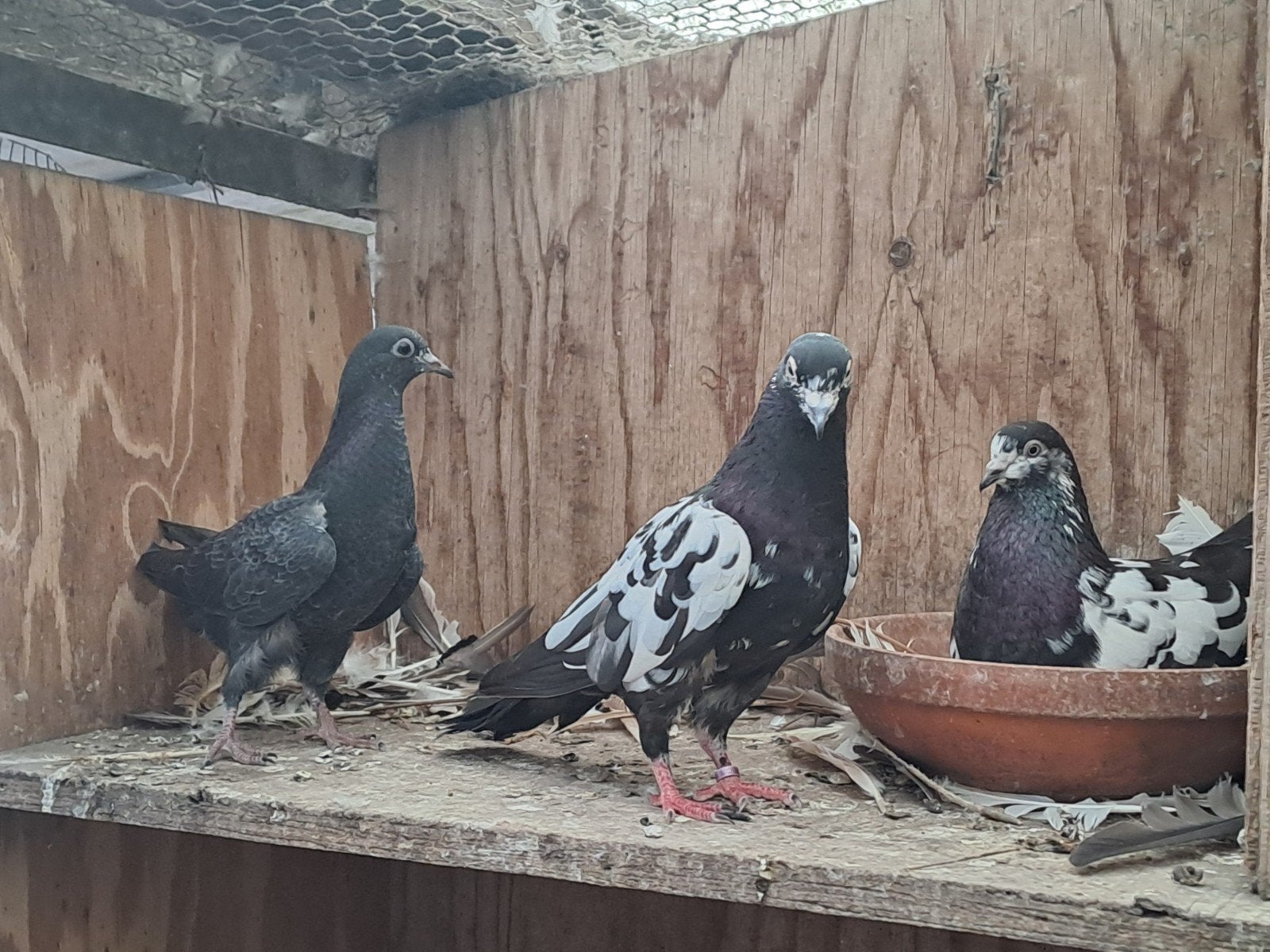 koppel Pakistaanse hoogvliegers, Dieren en Toebehoren, Vogels | Duiven, Meerdere dieren, Overige soorten