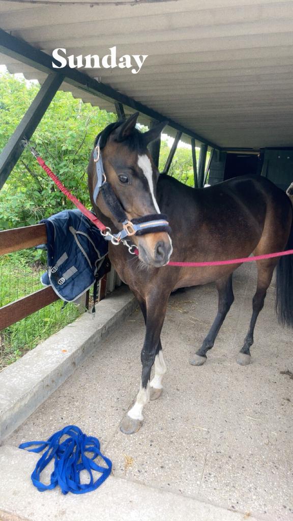 Pony, Dieren en Toebehoren, Pony's, Merrie, Niet van toepassing, 7 tot 10 jaar, Met stamboom