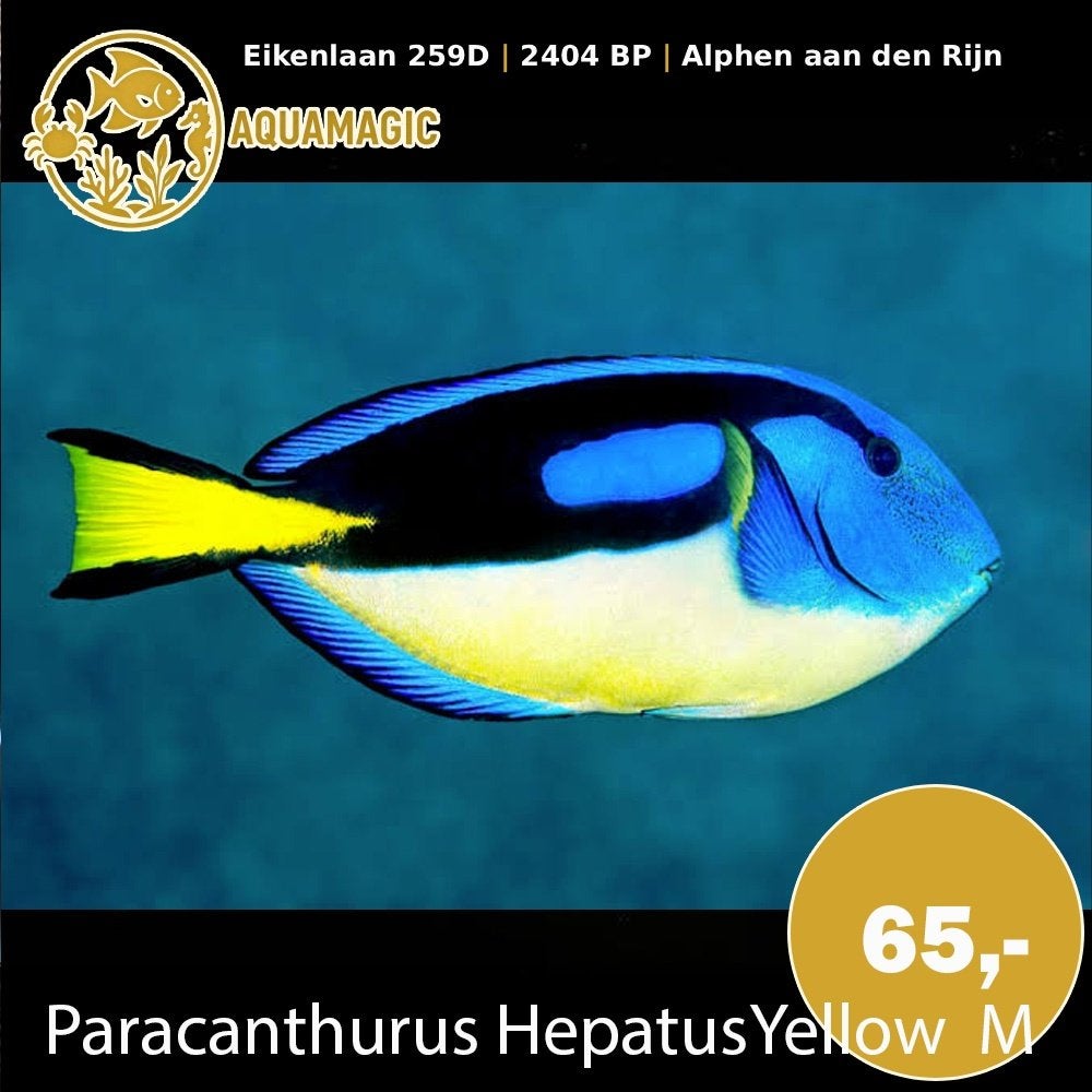 paracanthurus hepatus yellow M, Vis, Zoutwatervis
