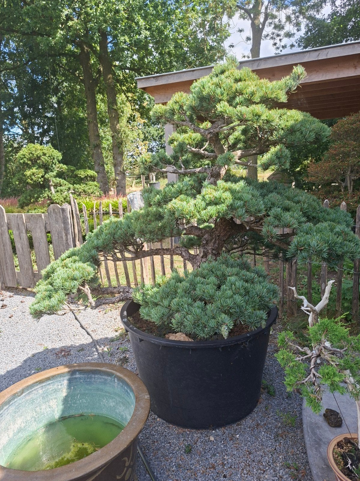 Pinus parviflora niwaki Japan import, Tuin en Terras, Planten | Bomen, Bloeit niet, Overige soorten, 100 tot 250 cm, Ophalen