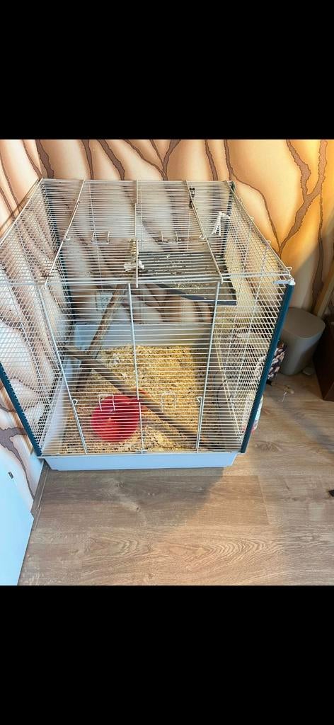 Knaagdieren verblijf, Kooi, Gebruikt, Cavia, Ophalen