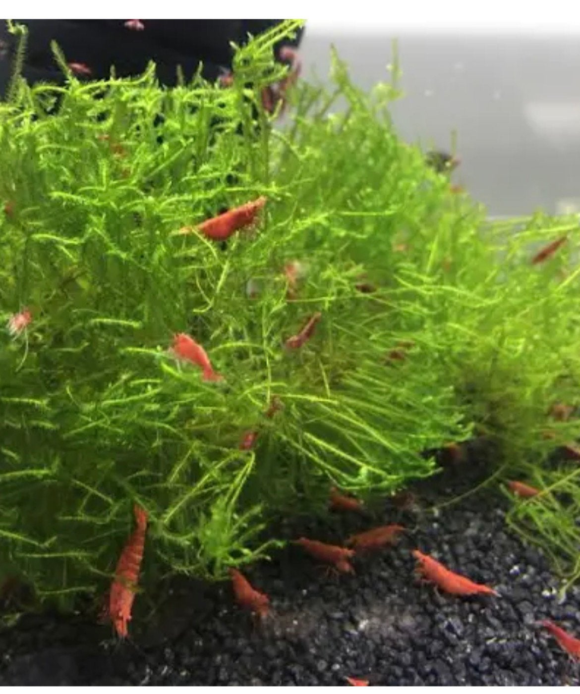 GEZOCHT : Groot stuk Java/Christmas mos, Dieren en Toebehoren, Ophalen of Verzenden, Zo goed als nieuw, Plant(en), Steen of Hout