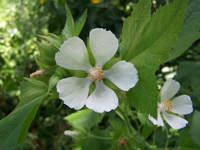 Wijnblad  - Kitaibelia vitifolia - eetbare bladeren + bloem, Overige soorten, Vaste plant, Ophalen of Verzenden, Halfschaduw