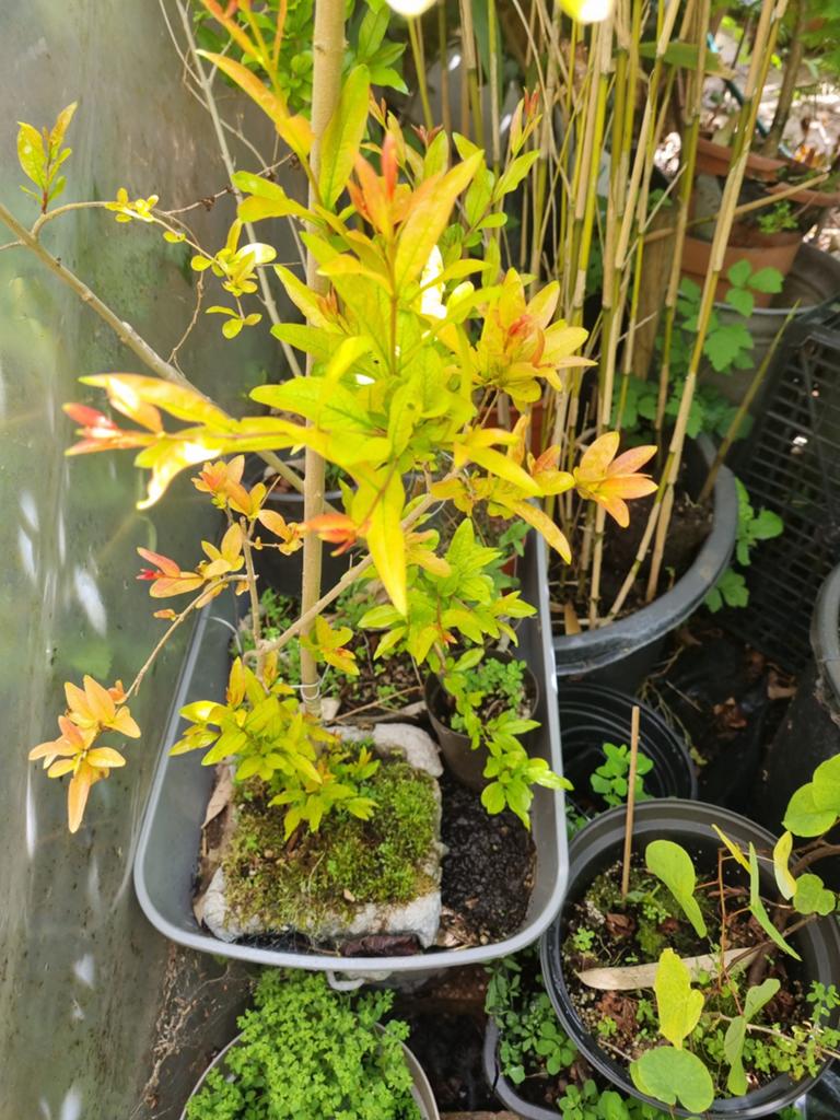 Granaatappel plant - Exotische vruchten in eigen tuin, Volle zon, Vaste plant, Ophalen of Verzenden, Zomer