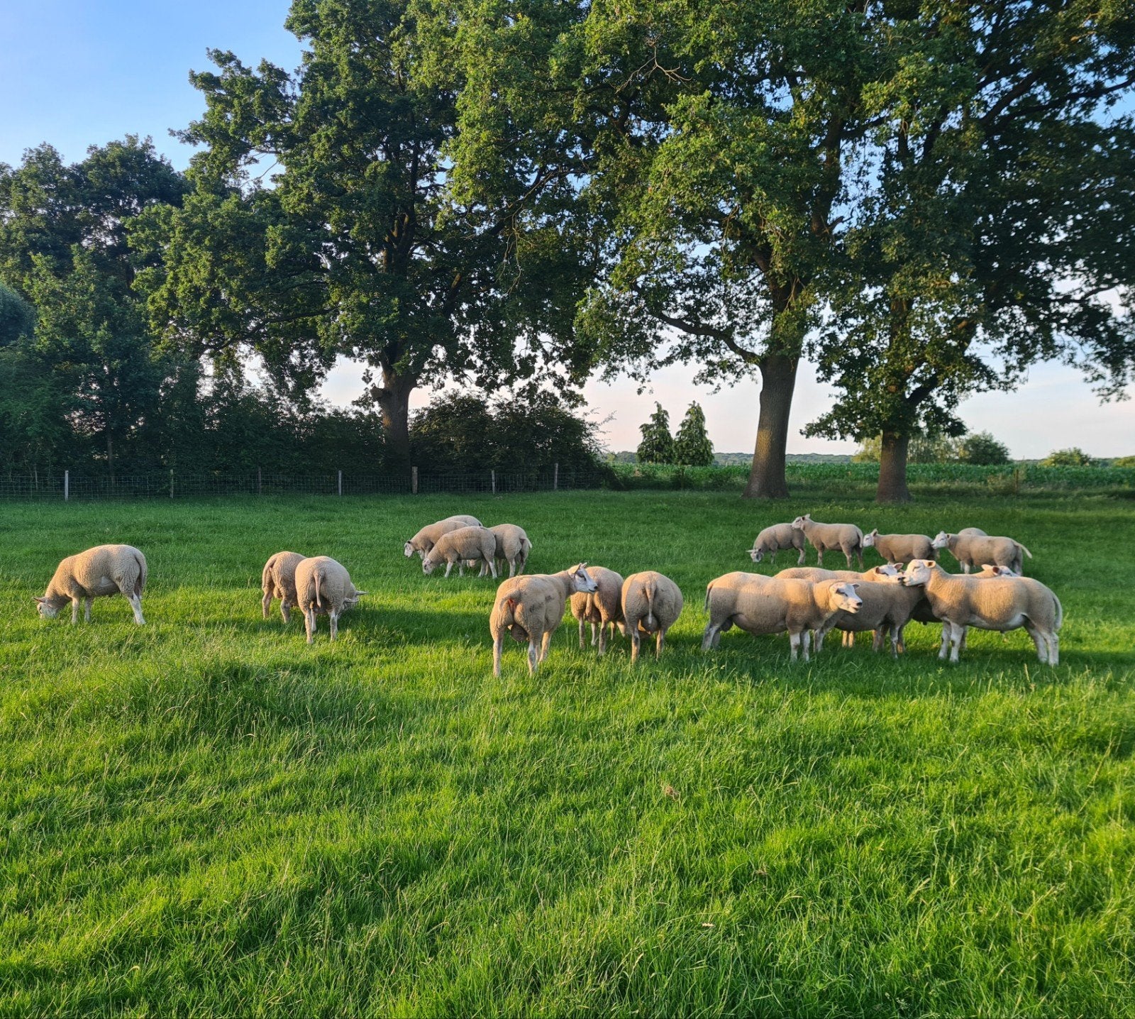 𝗡𝗨: 𝗩𝗮𝗹𝗹𝗲𝗶𝗹𝗮𝗺 𝗱𝗲𝗸𝗿𝗮𝗺𝗺𝗲𝗻, Dieren en Toebehoren, Schapen, Geiten en Varkens, Mannelijk, Schaap, 0 tot 2 jaar