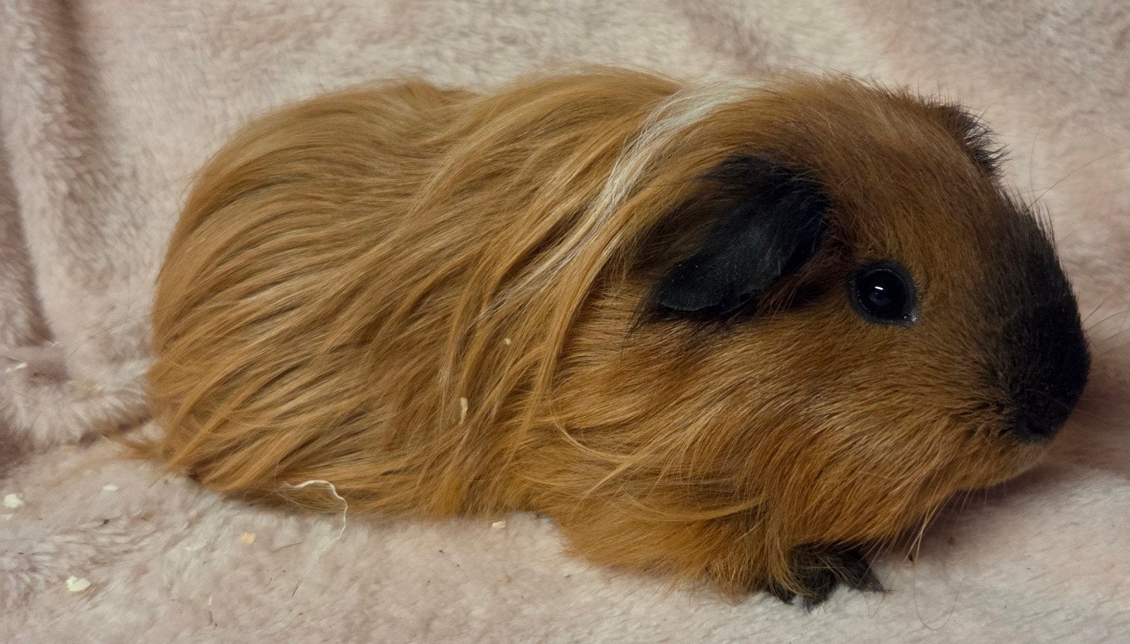 prachtige Californian beren, Januari, Cavia