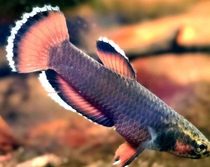 Betta albimargina 25 euro per stel, Vis