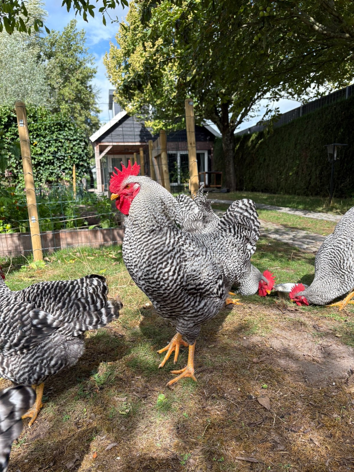 Grote tamme amrock hanen, Dieren en Toebehoren, Mannelijk, Kip