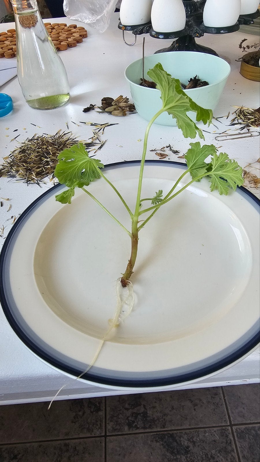 citroen geranium stek,muggenverdelver., Vaste plant, Verzenden, Halfschaduw, Kruiden